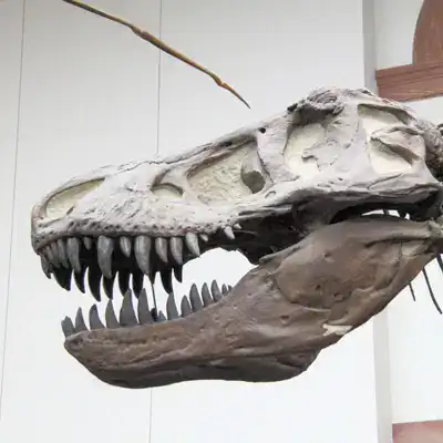 Naturmuseum Senckenberg